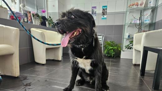 Kříženec vlkodava a labradora při registraci do Centrální evidence psů