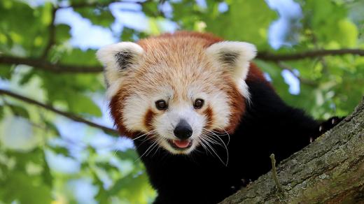 Panda červená