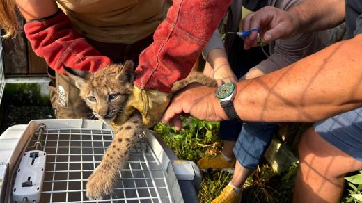 Očkování a čipování mláďat rysů v Zoo Hluboká