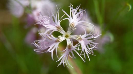 Hvozdík písečný (Dianthus arenarius)