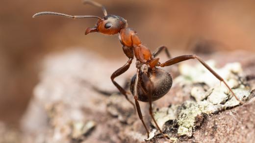 Mravenec pařezový (Formica truncorum)