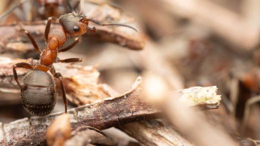 Mravenec podhorní (Formica lugubris)