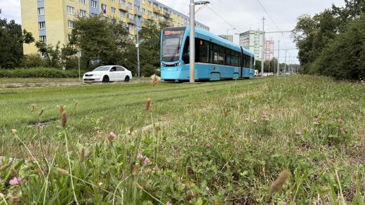 Kdyby tuhle trávu vysadili letos na jaře, podle městských zahradníků by se těžko uchytila