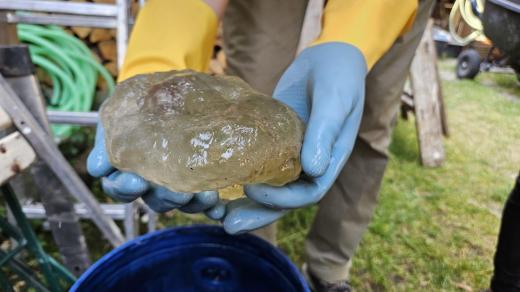 Bochnatky americké, nepůvodní druh drobných živočichů, tvoří rosolovité kolonie