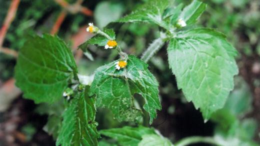 Pěťour maloúborný (Galinsoga parviflora)