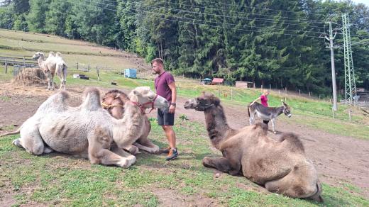Lamy a velbloudi na rodinné farmě Vlček ve Svobodě nad Úpou vás nadchnou svou pohodovou povahou