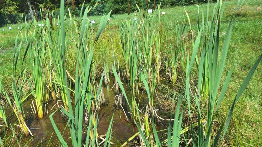 Loni aplikovali zdravotníci lázní pacientům téměř 1800 dávek rašeliny z Karlovy Studánky