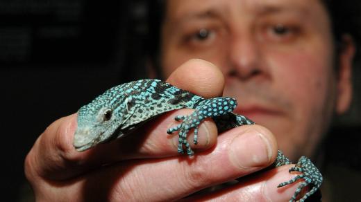 Varan modrý v plzeňské zoo