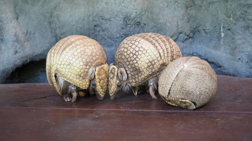 Pásovec kulovitý (Tolypeutes matacus)