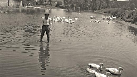 Chlapec, rybník, husy (ilustrační foto)