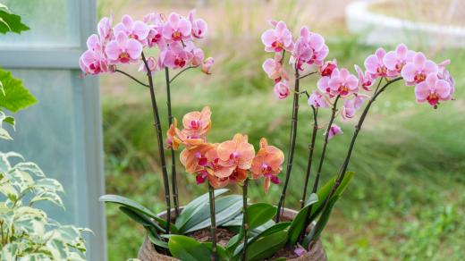 Orchideje