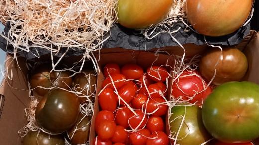 Na bio farmě Huerta de Pancha pěstují i rajčata a několik druhů zeleniny