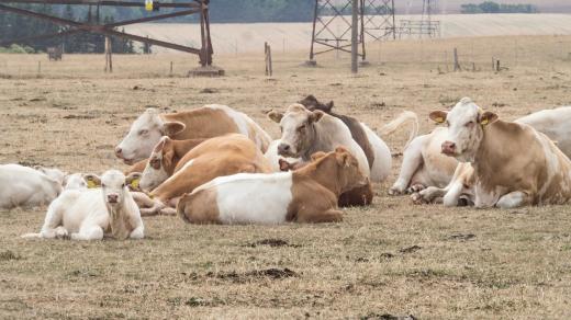 Sucho dopadá i na farmáře a jejich dobytek