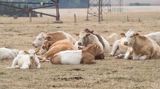 Sucho dopadá i na farmáře a jejich dobytek