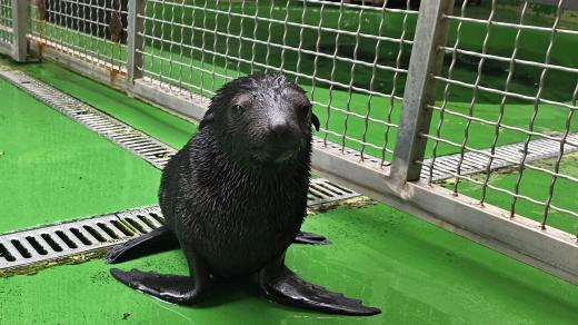 Mládě lachtana jihoafrického v Zoo Praha