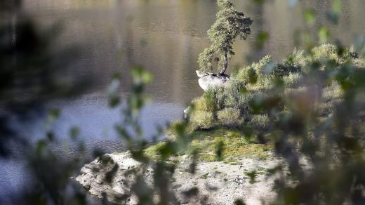 O Strom čtvrtstoletí bojuje Strom roku 2019, Chudobínská borovice rostoucí nad břehem Vírské přehrady na Žďársku