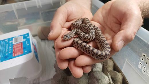 V zoologické zahradě v Brně se vylíhlo devět mláďat užovky sanmartinské