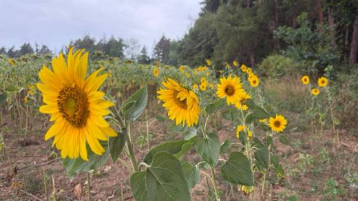 Čeští farmáři pěstují více slunečnice