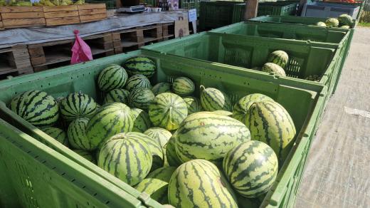 Podle farmářů by mohla sklizeň melounů pokračovat i v průběhu září. Záležet bude ale na aktuálním počasí