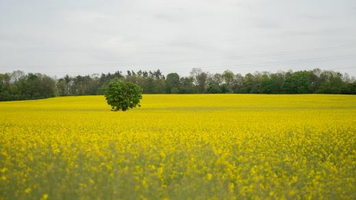 Řepkové pole