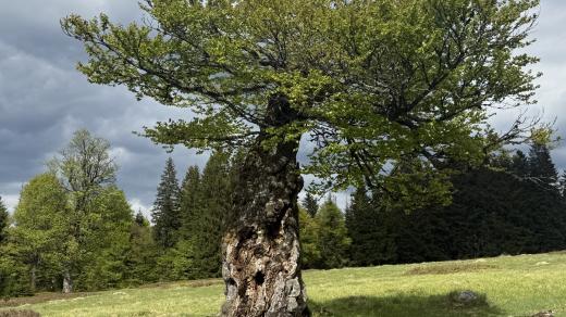Vítr, mráz, množství sněhu vytvořily ze solitérních stromů opravdu jedinečné dominanty