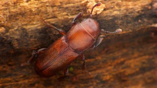 Lesknáček dubový, Pityophagus Quercus