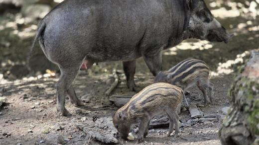 Prase Visajanské v Zoo Jihlava