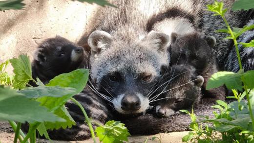 Za poslední rok se mláďata cibetky africké narodila v ZOO celého světa jen ve dvorském safari parku