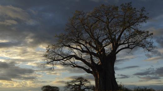 Baobab v Tanzánii