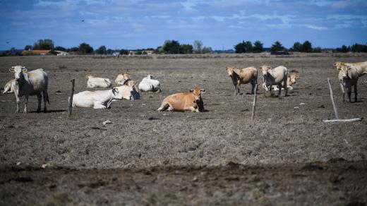 Krávy na suchém poli v Bouinu v západní Francii