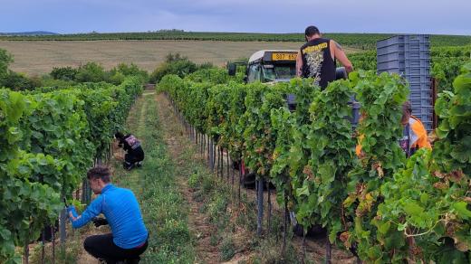 Vinobraní v Plenéru