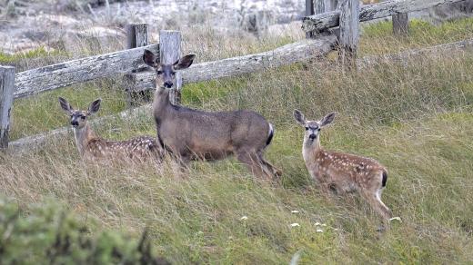 Jelenec ušatý (Odocoileus hemionus) v Kalifornii