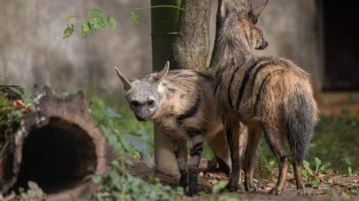 Je jim pět měsíců, jsou vzácné a opečovávané. Čtyřčata hyenky hřívnaté v Safari Parku Dvůr Králové