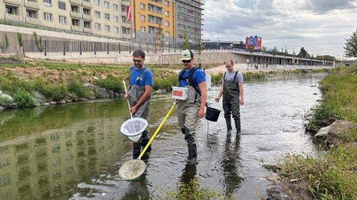 Již loni vědci pozorovali nárůst počtu ryb v řece