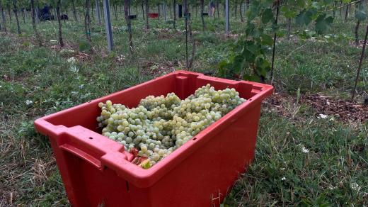 Před třemi lety na svahu naproti medláneckému letišti místní vysázeli moravský muškát, merlot a sauvignon