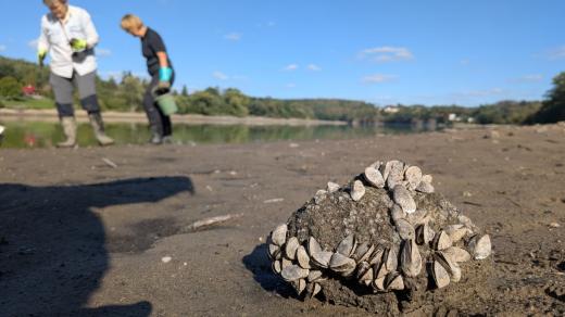 Český svaz ochránců přírody proto hledá dobrovolníky, kteří by škeble sbírali a vraceli do vody.