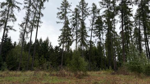 Přerov bude znovu zalesňovat, sucha zlikvidovala skoro polovinu mladých stromků