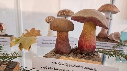 Na výstavě v Čáslavi jsou k vidění realistické modely hub