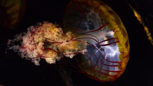 Turritopsis nutricula