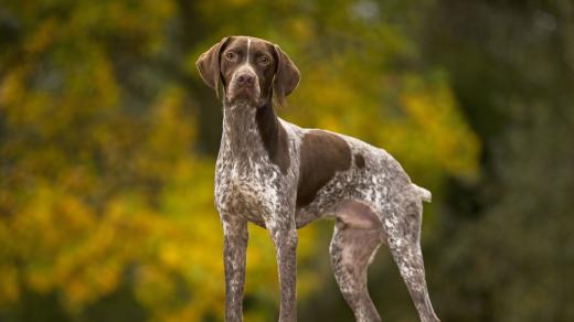 Anglický pointer