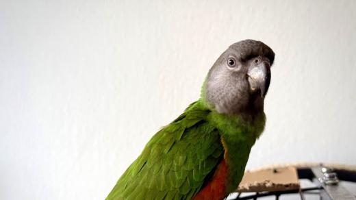 Papoušek Bětka