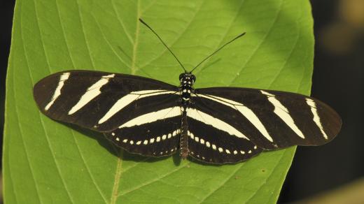 Heliconius charithonia