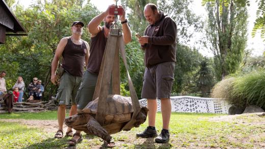 V Safari Parku Dvůr Králové chovatelé vážili želvy