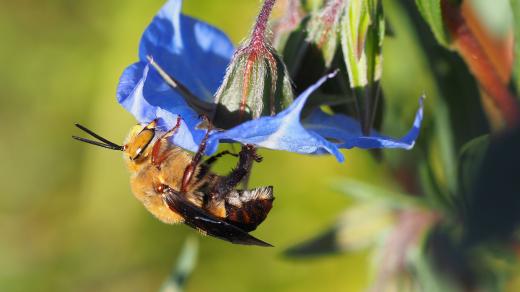 Samec australské pelonosky Amegilla dawsoni