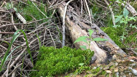 Rašeliník, revitalizace v Jizbickém lese na Benešovsku