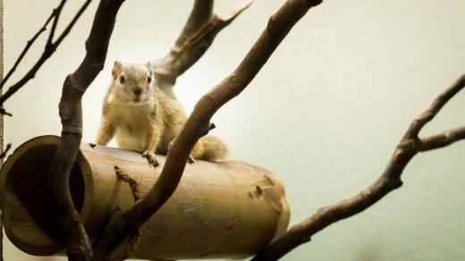 Veverka bušová v Safari Parku Dvůr Králové