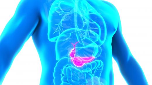 Anatomie lidského žlučníku a pankreatu