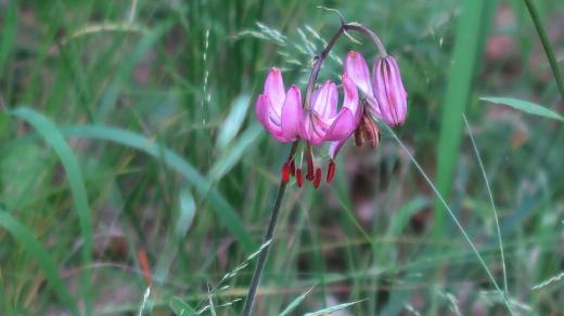 Lilie zlatohlavá na Vlčí hoře