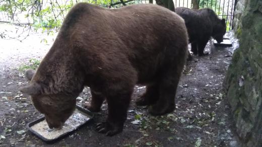 Medvědi Dáša a Ludvík na náchodském zámku oslavili 30. narozeniny