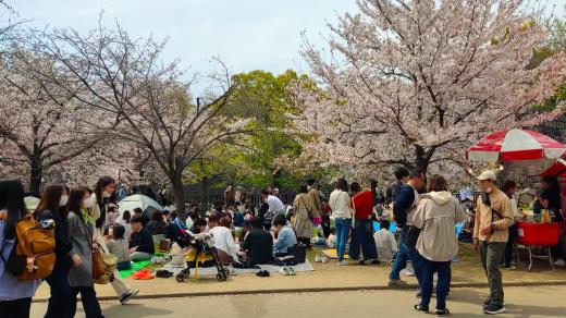Svátek hanami v japonském městě Ósaka
